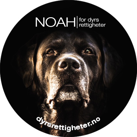 Button: Hund, NOAH